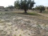 A vendre terrains constructible a Chott Mariem d'u