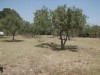 Terrain agricole à Hammam Sousse