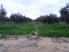 Terrain Agricole de 3.4 Hectares avec 200 oliviers