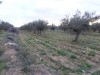 Terrain Agricole de 3.4 Hectares avec 200 oliviers