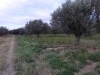 Terrain Agricole de 3.4 Hectares avec 200 oliviers