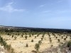 Terrain de 9 Ha à Nabeul Somaa