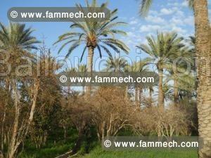 بيع غابة في المطاوة مارث