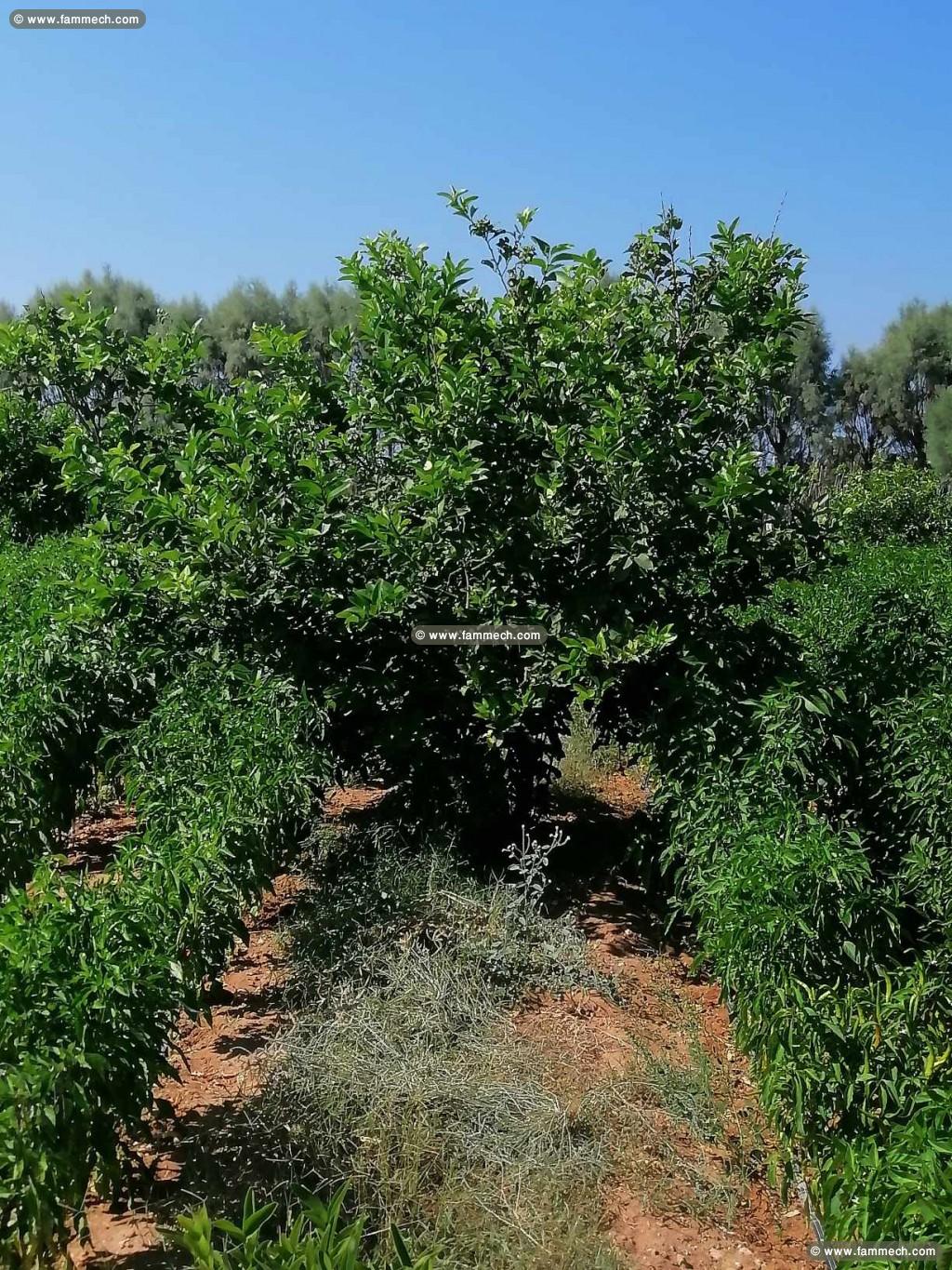  À vendre : Un terrain agricole exceptionnel