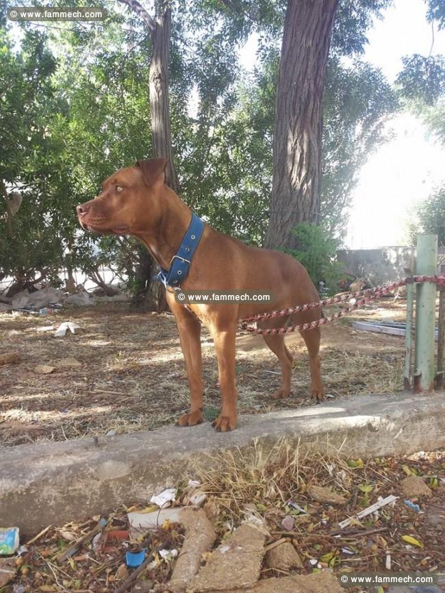  pitbull femelle 1 ans et 3 mois