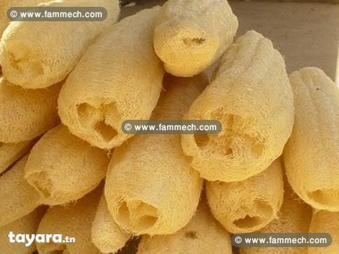 2000 luffa