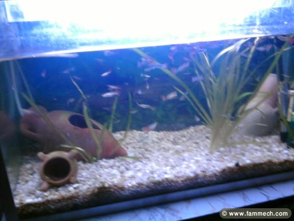 aquarium