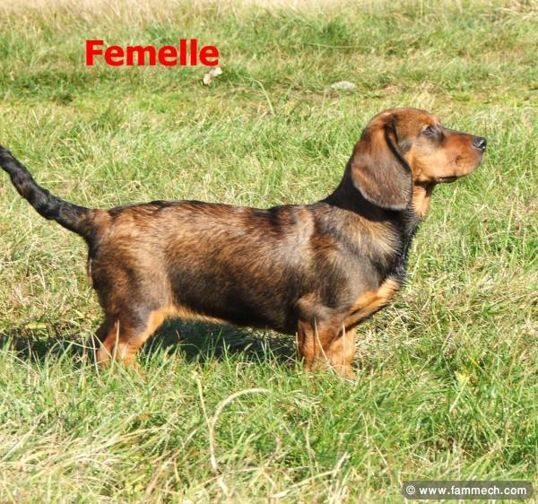 chiens de chasse