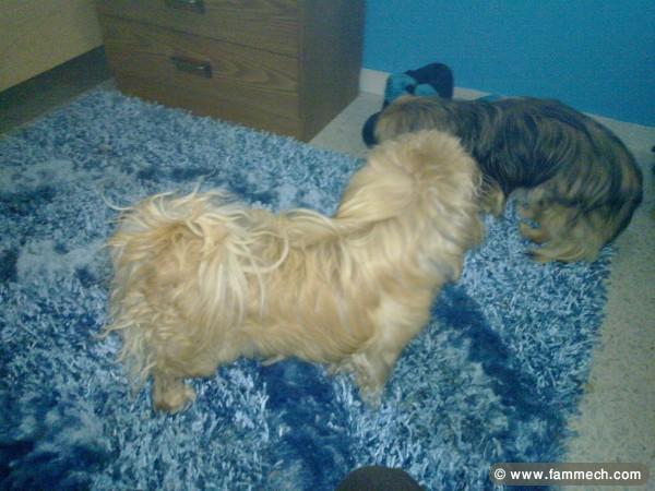 Couple Pekinois