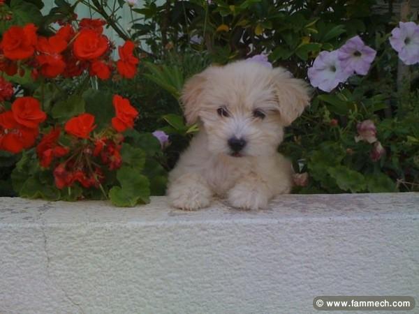 Caniche miniature, agée de 3 mois