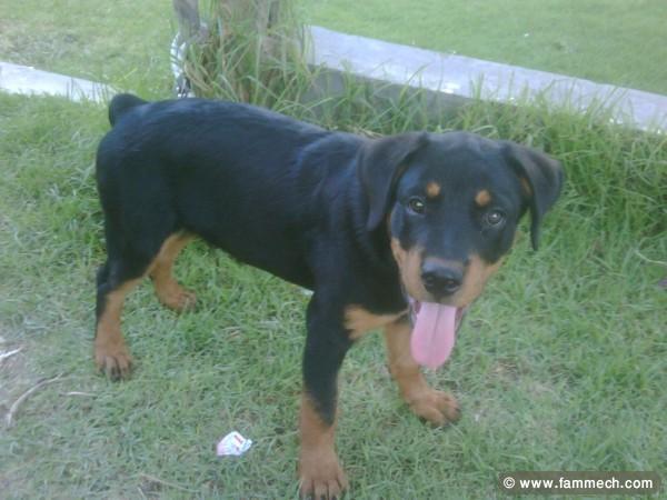 Rottweiler à Vendre 