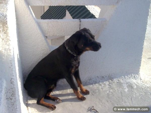 rottweiler à vendre et à bon prix