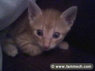 chaton tigré à adopter
