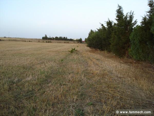 Terrain agricole à mornaguia - bonne occasion-
