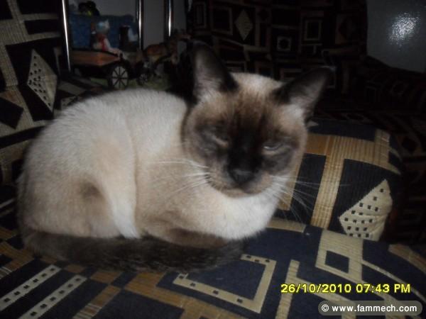 chats siamois 