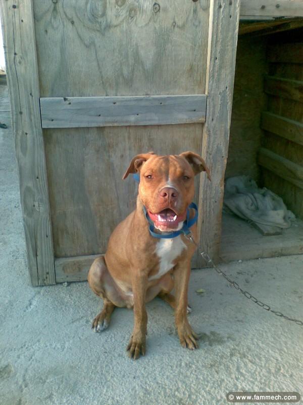 chien pit rednose