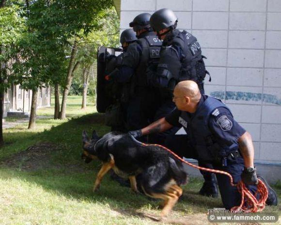 Importation chiens dressé de france:défense,sécuri