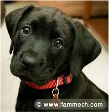 chiots labrador pure race noirs