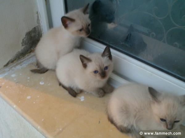 vente chat siamois sans queux