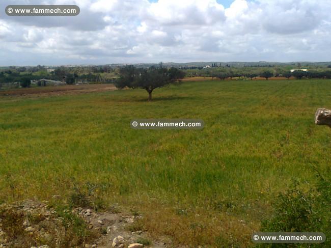 Terrain agricole idéal a tazarka
