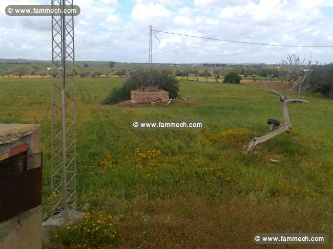 Terrain agricole idéal a tazarka