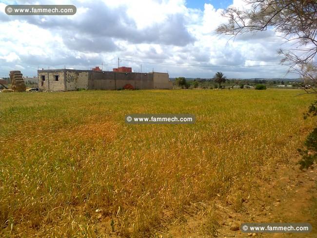 Terrain agricole idéal a tazarka