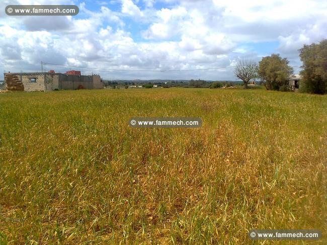 Terrain agricole idéal a tazarka
