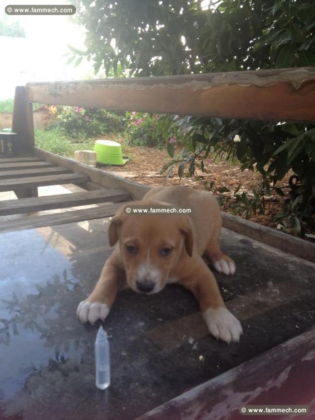  chien caniche 