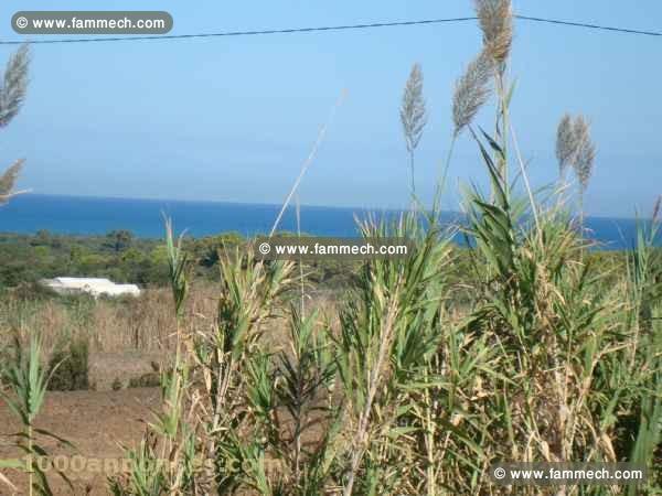 terrain agricole