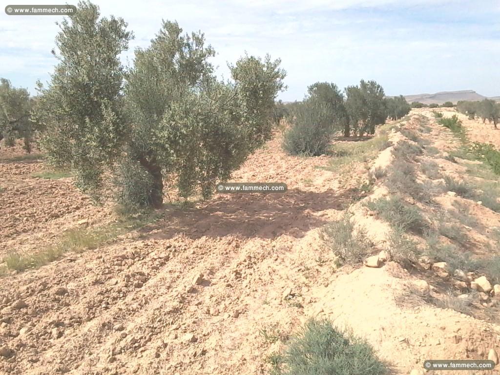 2.5ha en production Oliviers et Amandiers