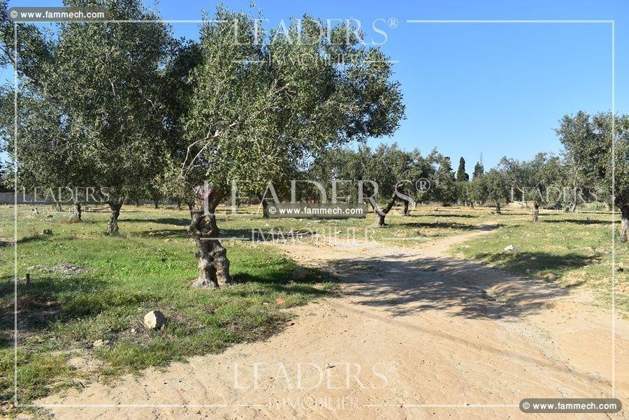 terrain a hammamet nord