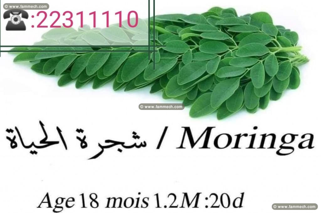 plante moringa