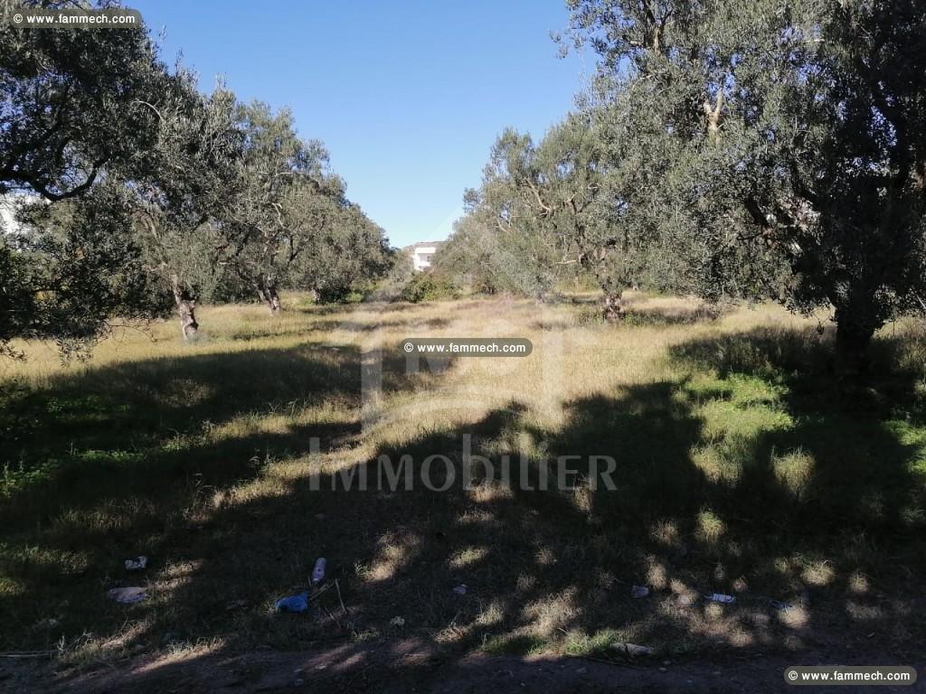 à vendre des lots de terrain à MREZGA 51333131