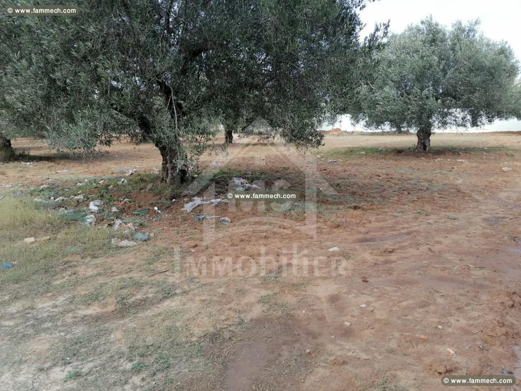 à vendre un terrain à hammamet NORD 51333131