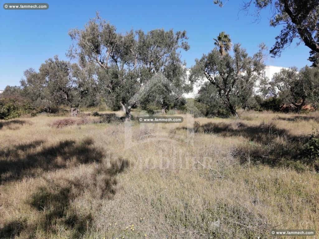 à Vendre un Terrain à MREZGA 51333131