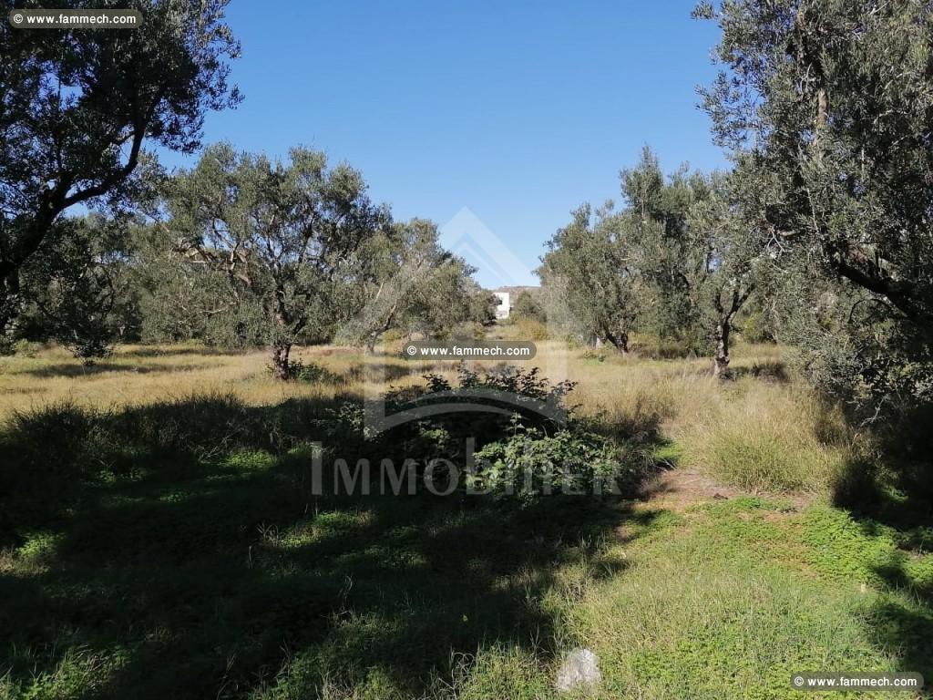 à Vendre un Terrain à MREZGA 51333131