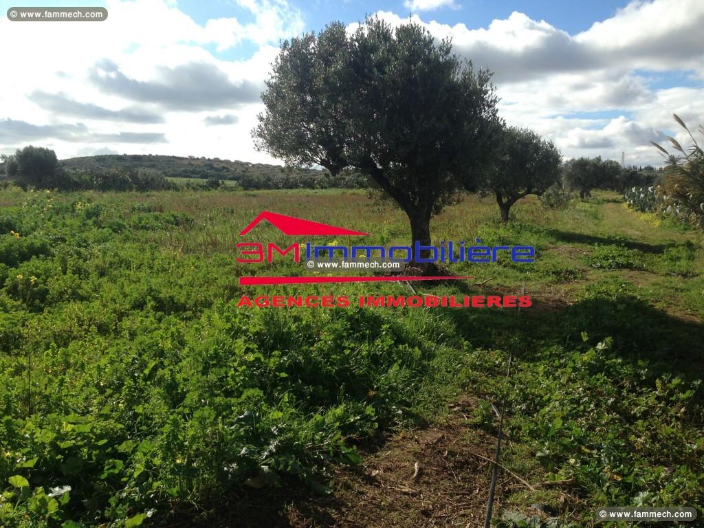 Ferme jbal hadded 3m346