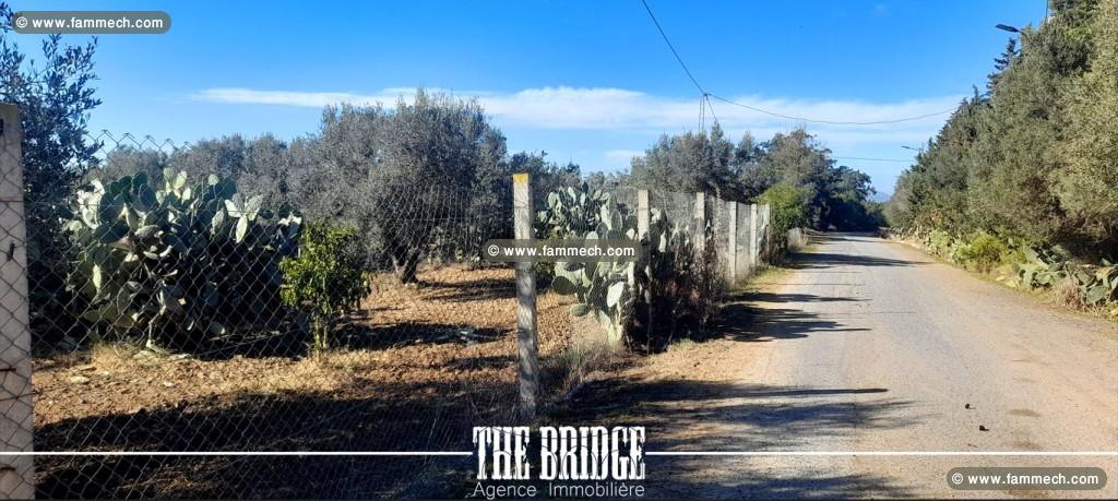 Terrain Agricole de 6 395 m² à Bou Argoub