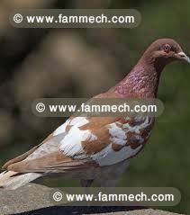 25 Pigeons