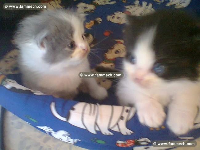 3 Chats persan ras pure agé 6 semaine 
