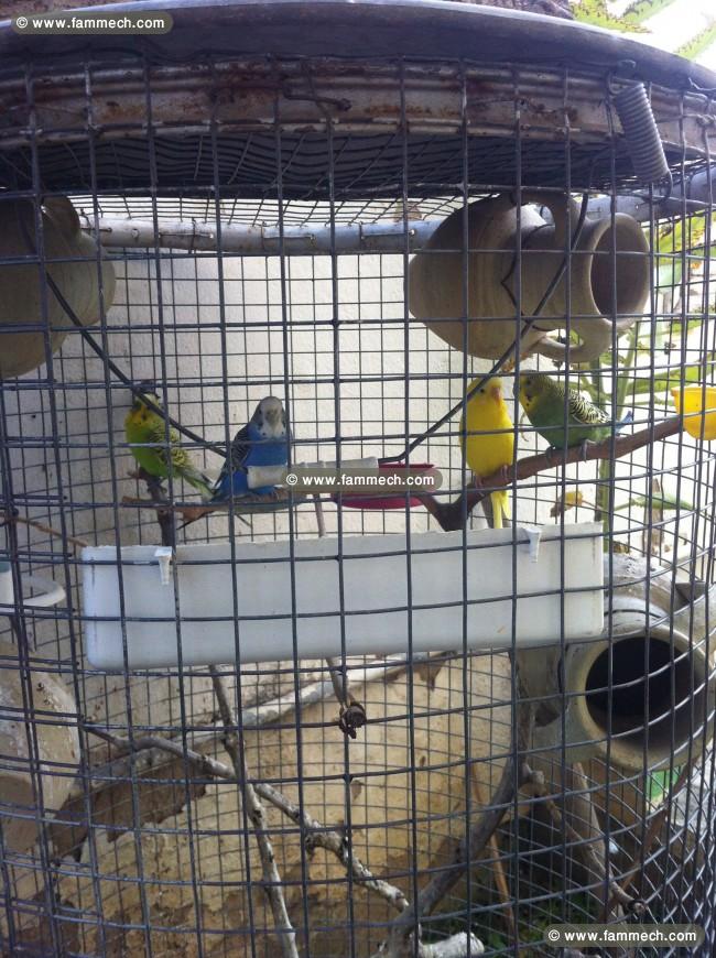  une grande cage