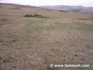 à louer 3 hectares sa9wi à massouj