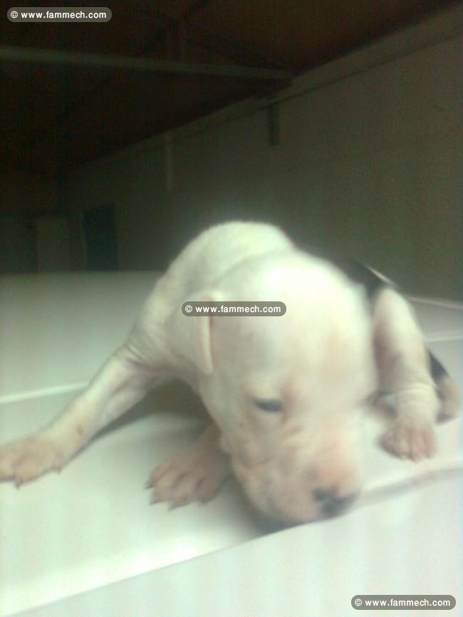 a ne pas rater 8 chiots pitbull race pure a vendre
