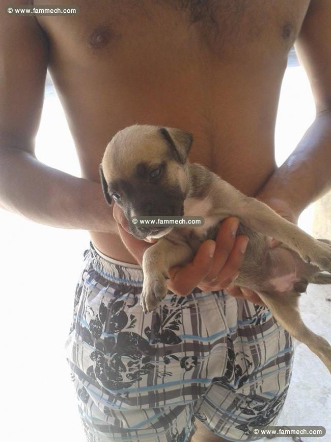 a vendre 10 chiots staff