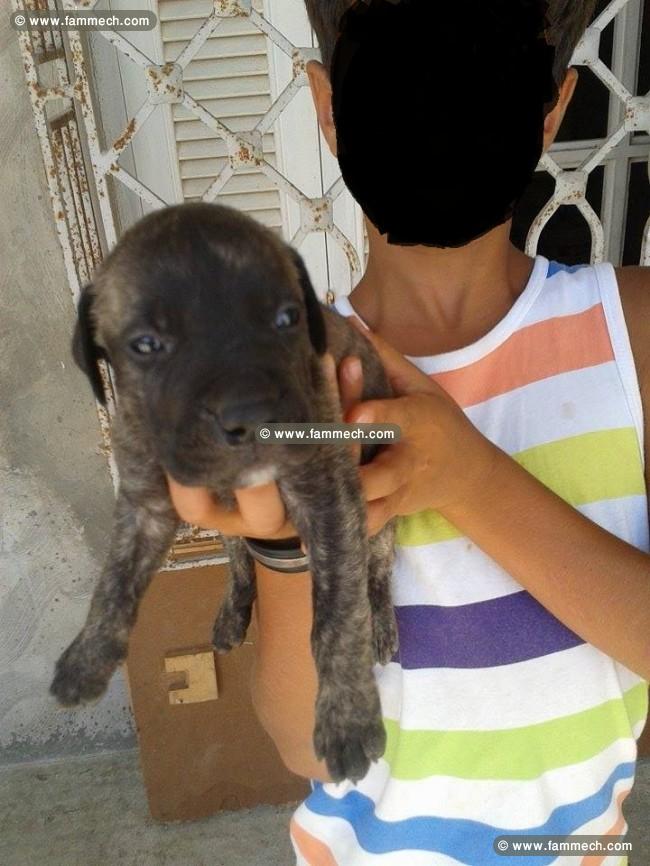 a vendre 10 chiots staff