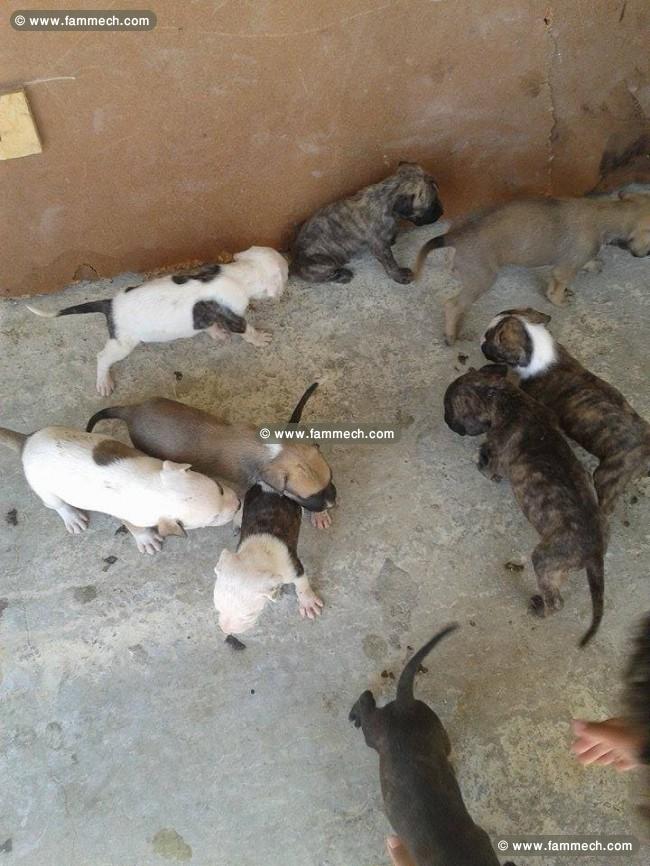 a vendre 10 chiots staff