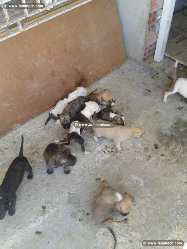 a vendre 10 chiots staff