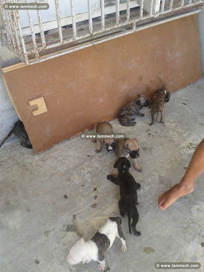 a vendre 10 chiots staff