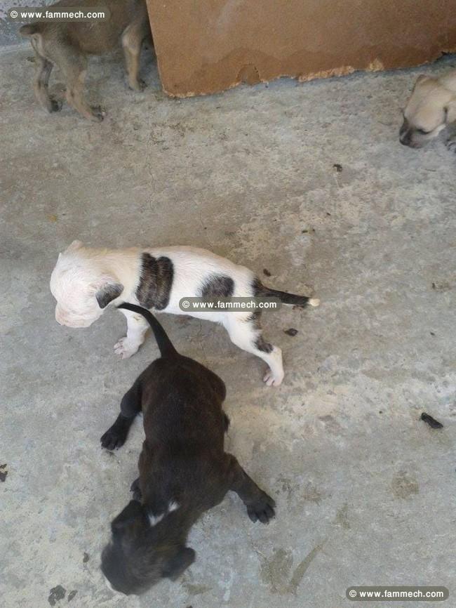 a vendre 10 chiots staff