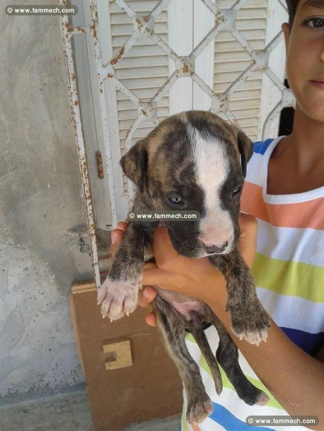 a vendre 10 chiots staff